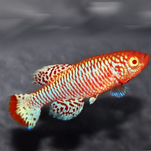 Nothobranchius rachovii sp.albino L